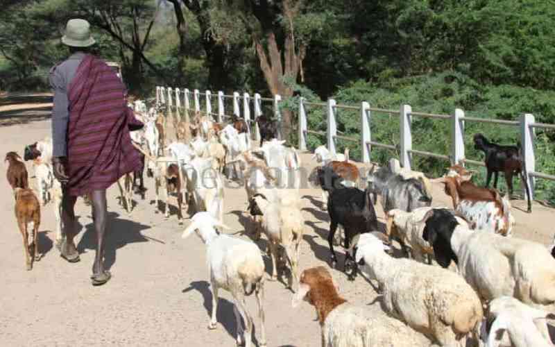 Uganda military sets tough conditions for Kenyan herders to graze in Karamoja