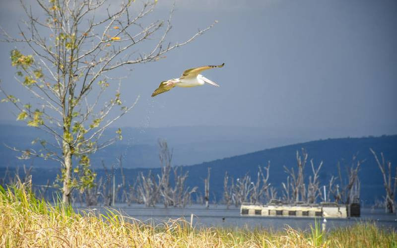 Kenya's World Heritage Sites in distress call