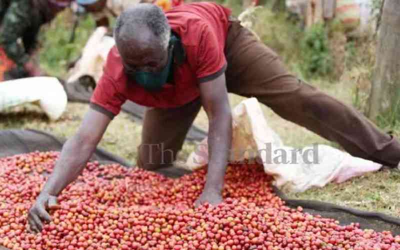 Coffee farmers earn Sh1.3 billion at Nairobi auction