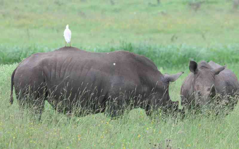 The journey of translocating African black rhinos to Loisaba
