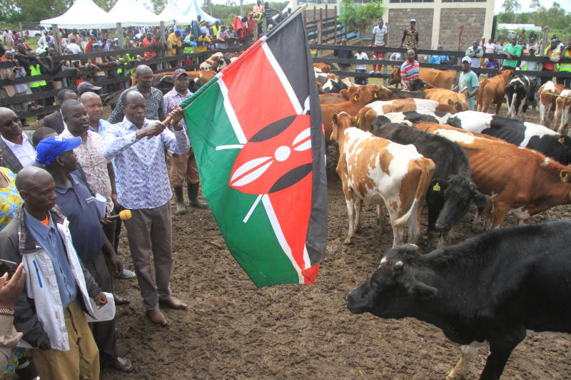Capitalise on free cows plan, Migori farmers urged