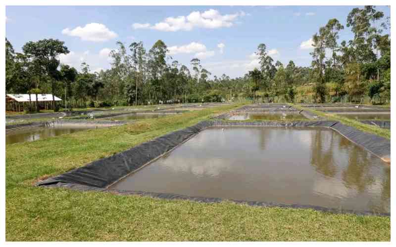 Vihiga's journey towards food security