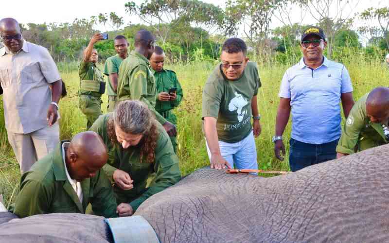 Lamu expands tourism offering beyond heritage sites with wildlife