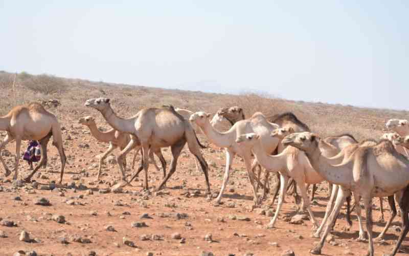 Seven counties on drought alert as NDMA warns crisis is worsening