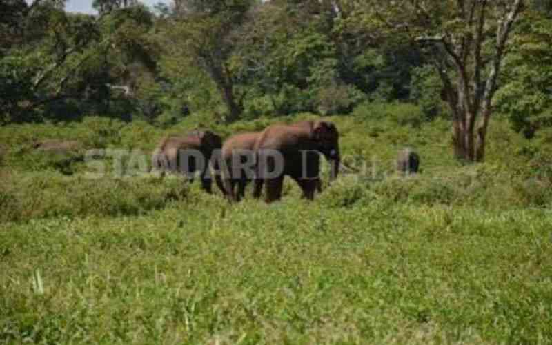 Government plan for public participation in Imenti Forest project is illegal