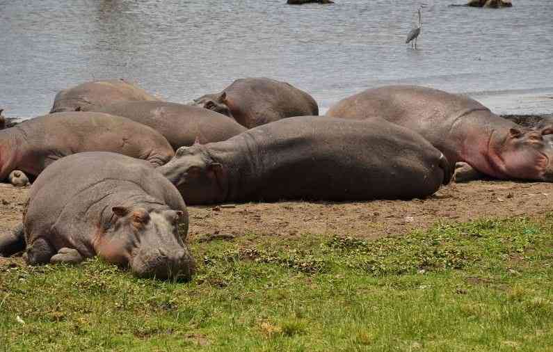 Deadly waters: Lake Naivasha claims over 20 lives in hippo attacks, drownings