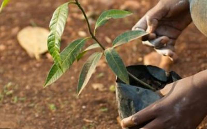 Dr Kalua Green calls for accountability in Kenya's tree-growing campaign