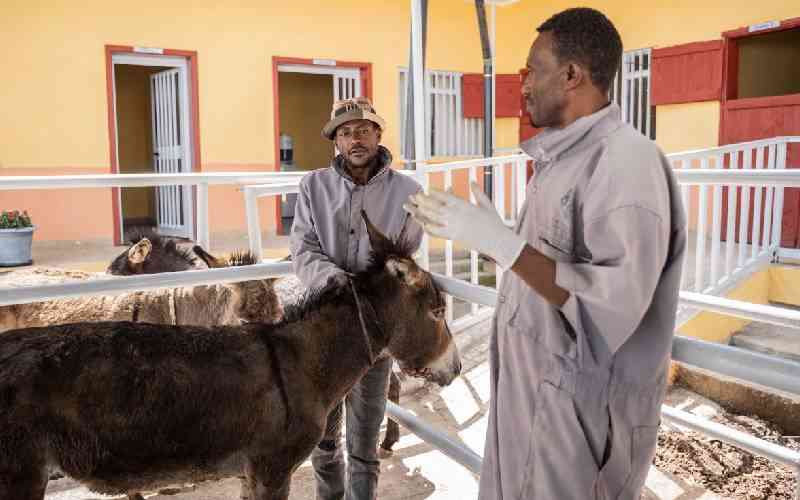 A free clinic for donkeys, vital to Ethiopia's economy