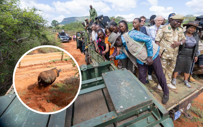 VIDEO: President Ruto panics after rhino charged towards him in Tsavo
