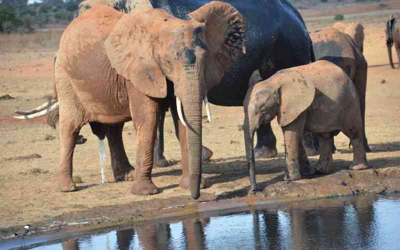 Why county wants Tsavo East and West parks status changed
