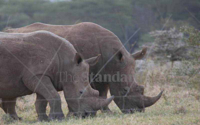 More black rhino sanctuaries to be created to curb fights for territory