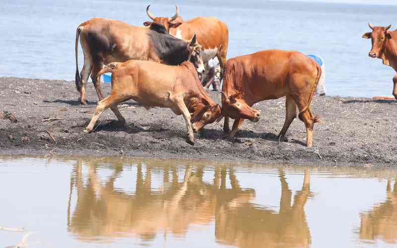 Bombing of livestock will not end cattle rustling menace in North Rift