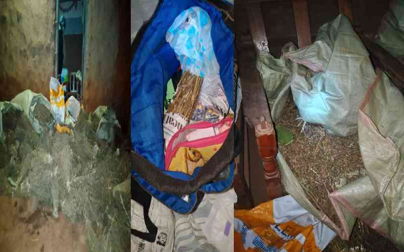NACADA seizes Sh3million cannabis haul in Kitale