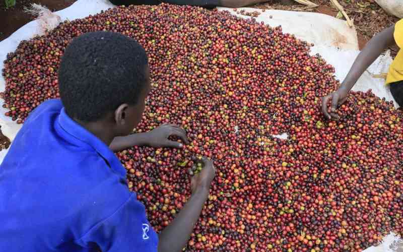 Farmers to sell coffee directly to Starbucks in US-backed deal