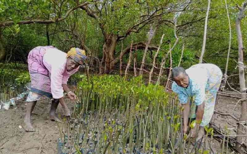 Group revives Sabaki estuary f...