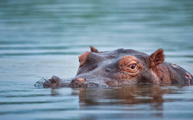 Fisherman dies after hippo attack in Bondo