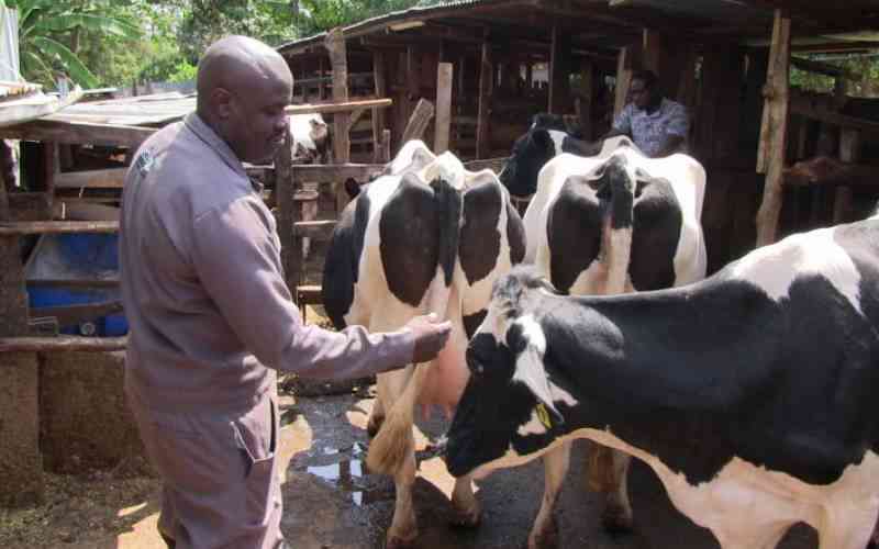 Women disagree on ownership of unique cows subjected to DNA test