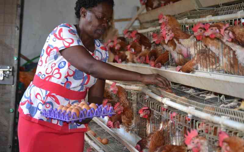 Improving eggshell quality in your layers