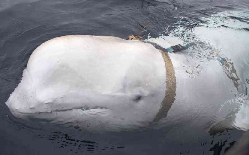 'Russian spy' whale found dead...