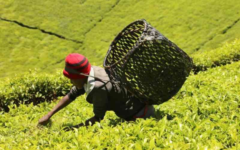 How tea pickers are absorbing climate losses before markets notice