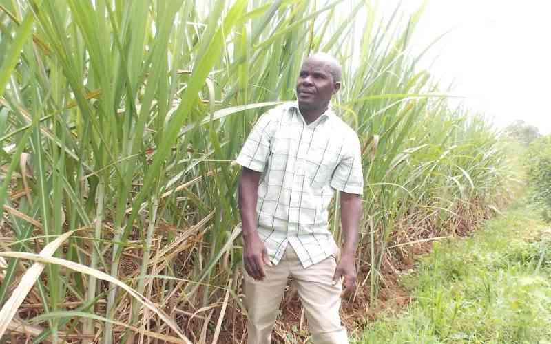 Sugarcane farmers protest as millers push for further drop in buying prices