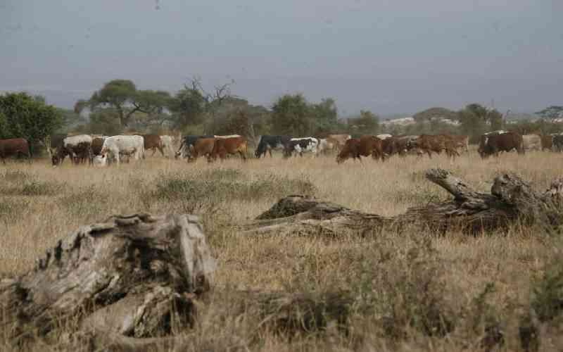 Residents in fear of wildlife attack as herders invade park for pasture