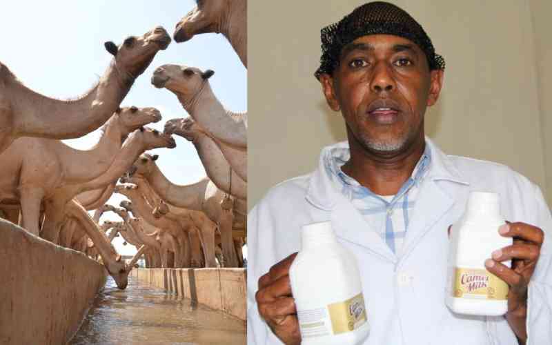 Is Camel milk the next big thing?