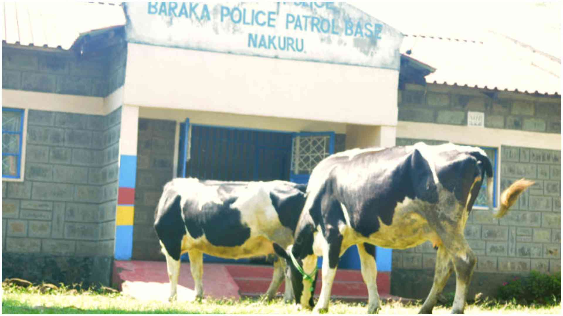 Court sends two Nakuru women to mediation in long-running dispute over cows