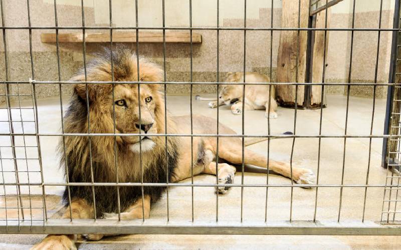 'Captive lions' face injuries, diseases, malnutrition, obesity