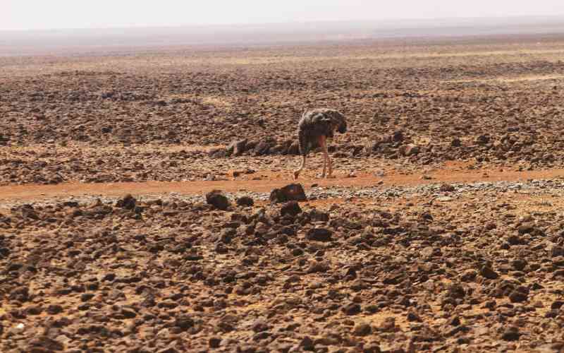 >Kenyan vets step up fight against impact of climate crisis on wildlife