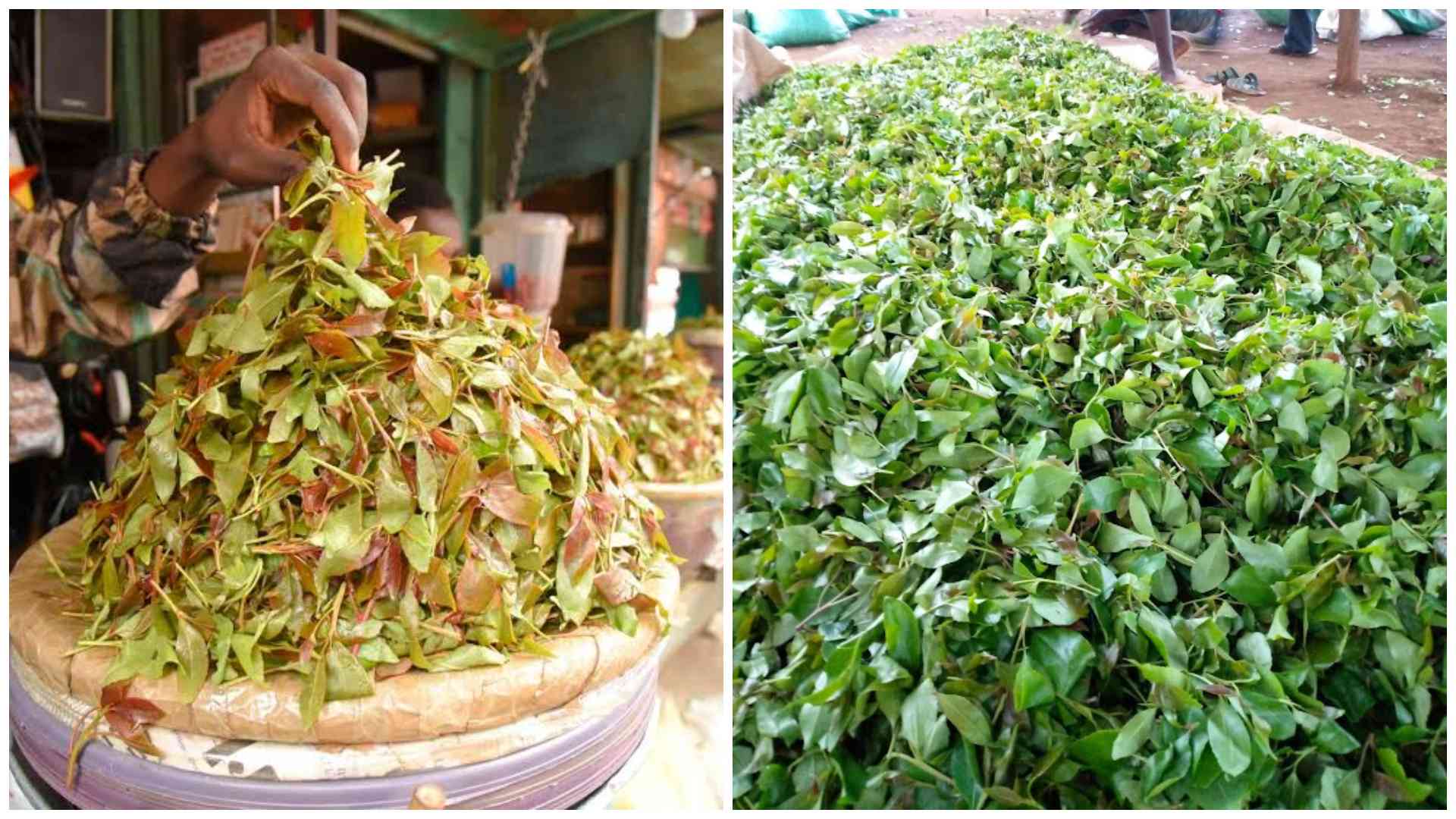 Bride claims husband ignored wedding night, chewed muguka instead
