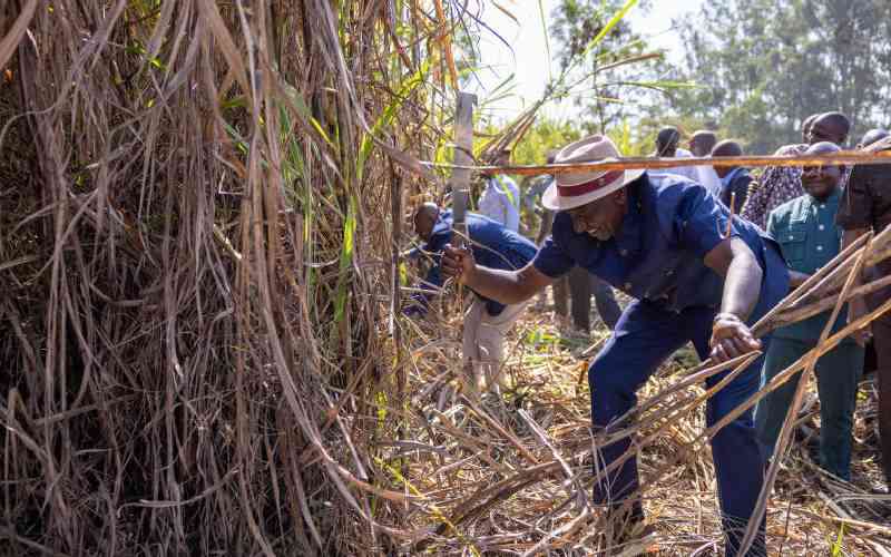 Kenya exits Comesa safeguard rule as sugar reforms take shape