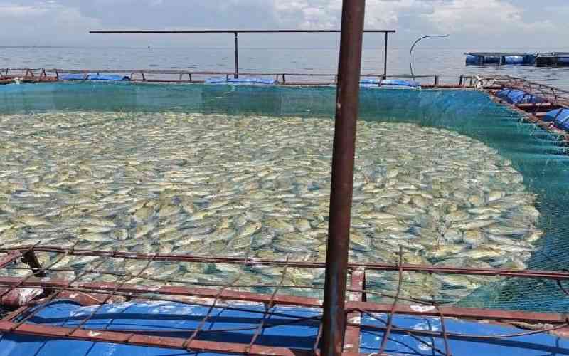 Death of fish leaves cage farmers in Lake Victoria counting losses
