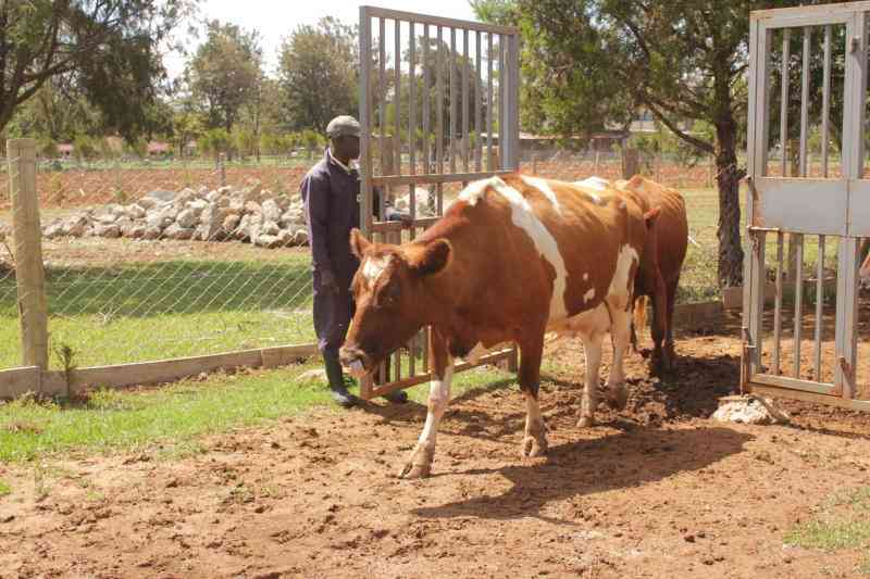 How Dairy Cooperative bounced back after years of struggle