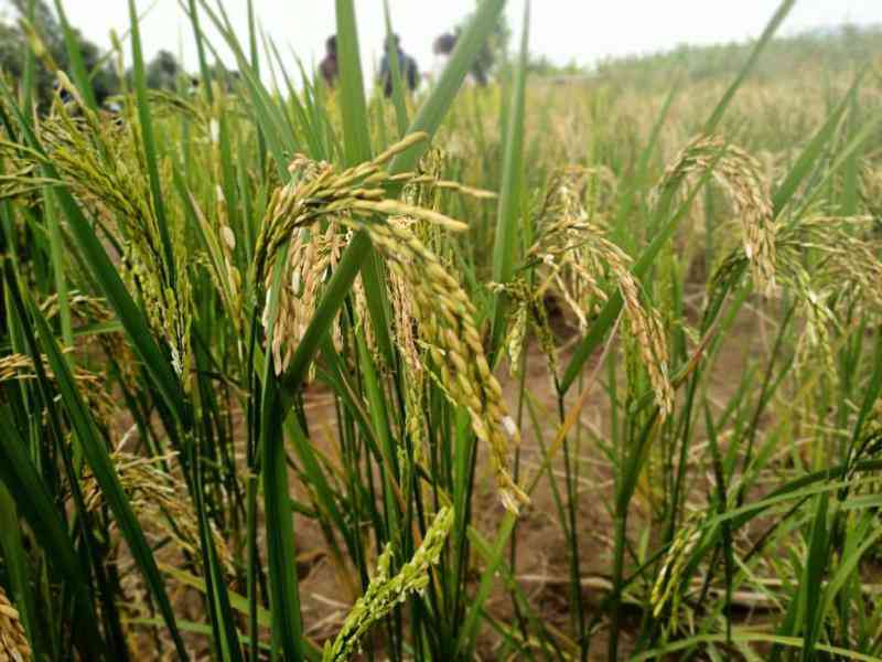 New AI tool to help farmers estimate the expected rice yield