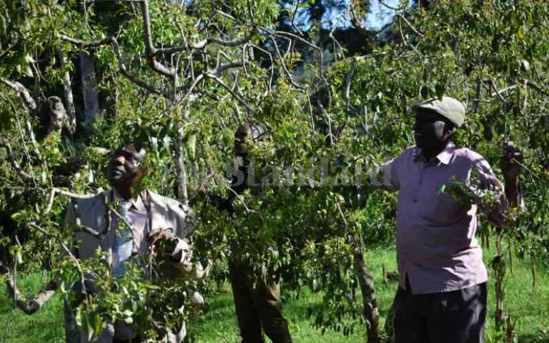Meru farmers ask State to give miraa special attention
