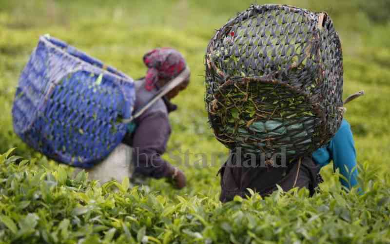 Directors wrangles to cost tea farmers Sh560m in lawyers bills