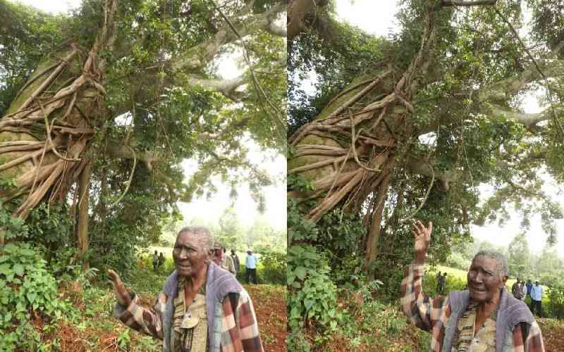 200-year-old fig tree off limits to locals thanks to myths, traditions