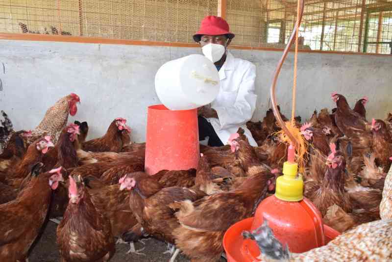 Tips to make super profits from poultry