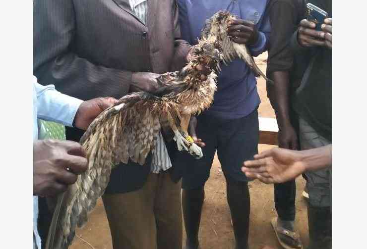Why Yimbo village has become a haven for foreign birds