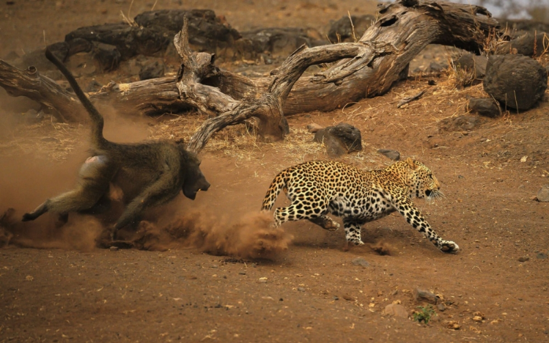 Travel: How baboons turned tables on a cheetah in the Masai Mara