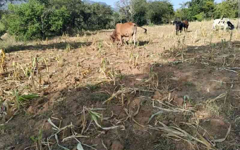 Hunger bites as hundreds flee West Pokot for Uganda in search of pasture, water