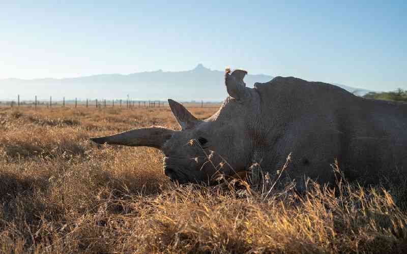 The Last Two: Inside the Fight to Save the Northern White Rhino