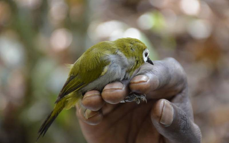 Endangered bird species facing extinction due frequent forest fires in Taita Taveta