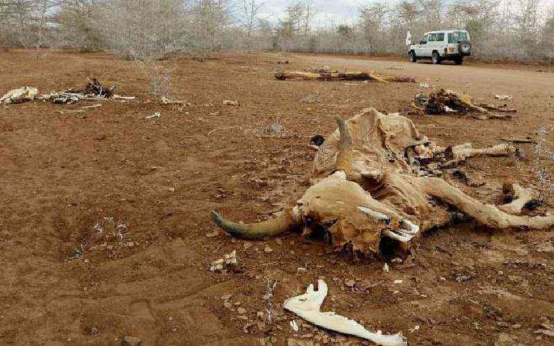 Sh1b worth of livestock die due to shortage of water and pasture