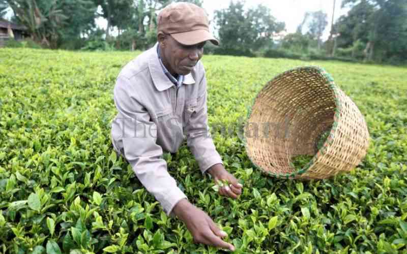 Why reforms in tea sector failed to yield desired results
