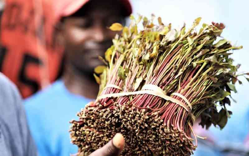 Miraa farmers raise alarm over cartels, low prices