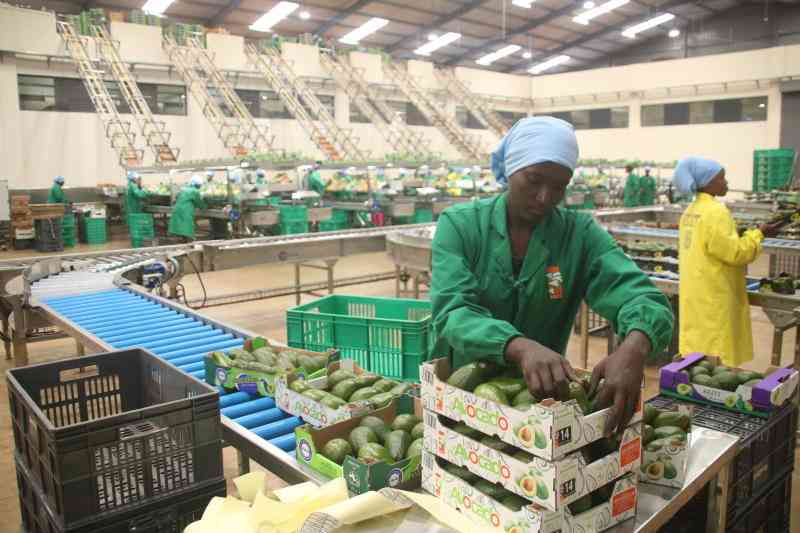 Players in avocado value chain warned against flouting export rules