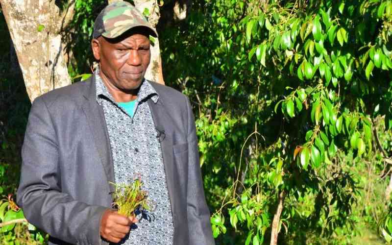 Meru leaders and farmers celebrate improved miraa prices