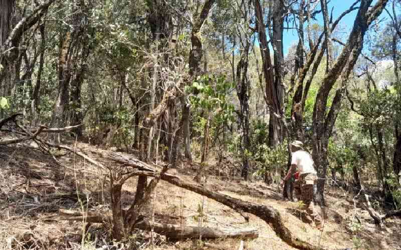 Inside Ngare Ndare forest where world's endangered, oldest trees flourish
